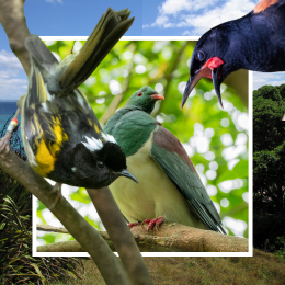 various birds