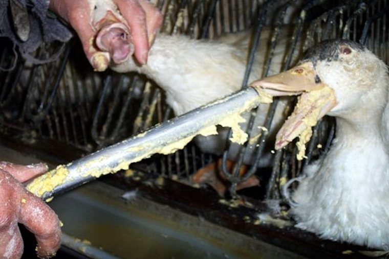 foie gras cruelty