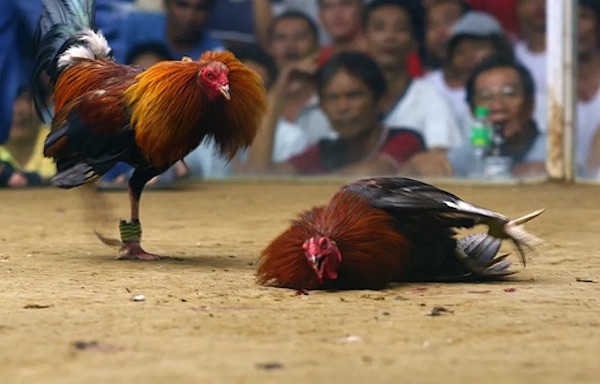 cockfight