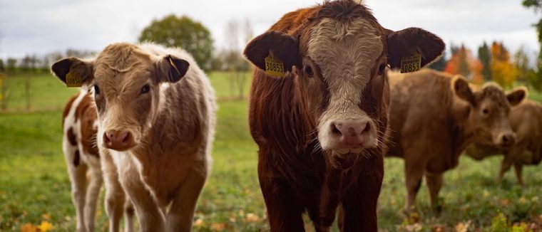 Cows