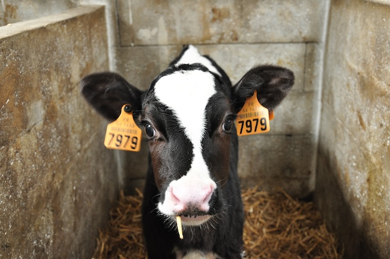 confined Calf