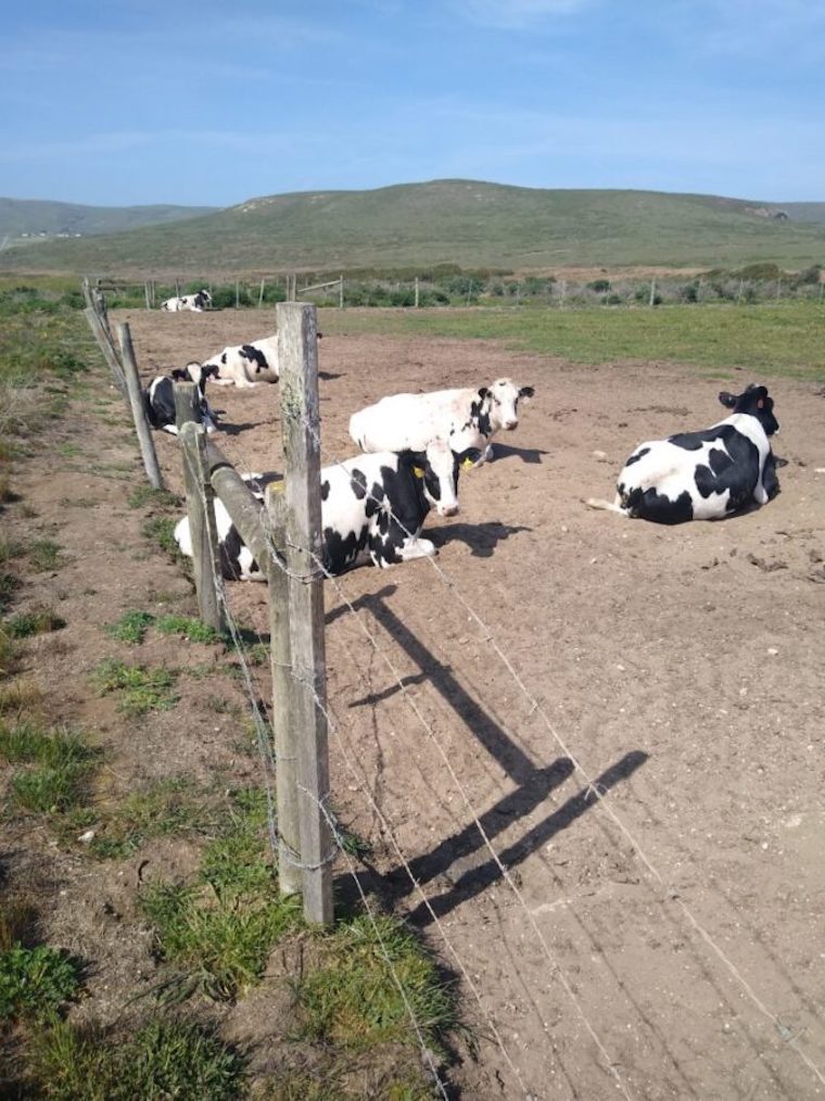 dairy Cows