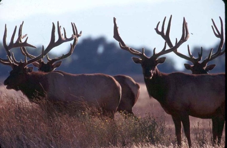 Tule Elk