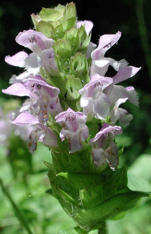 From Frank to Mary on Her Birthday - 2013 - 01