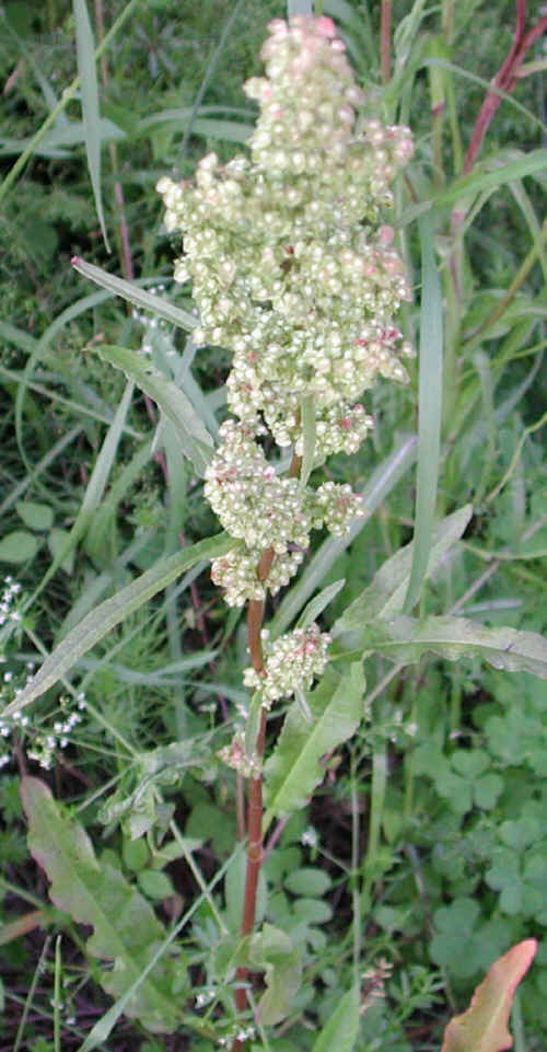 Love Notes From Frank to Mary - Birthday 2015