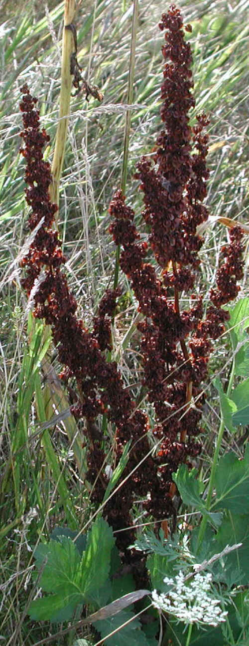 Love Notes From Frank to Mary - Birthday 2015 - 2