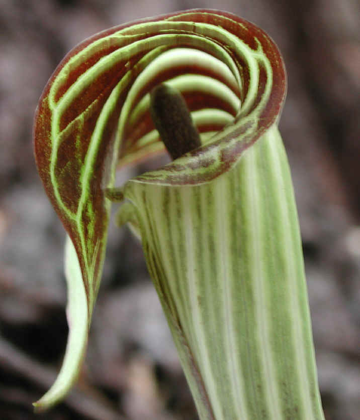 Mary's Birthday 2018-01