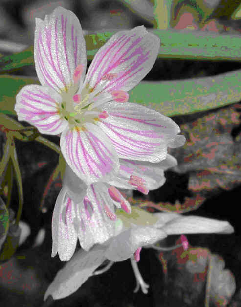 Mother's Day 2007 - 01