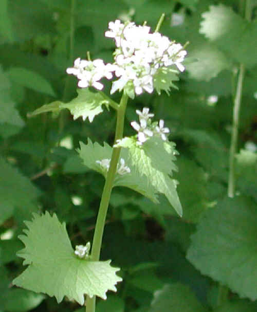 Mother's Day 2008 - 01