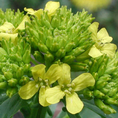 Mother's Day 2008 - 02