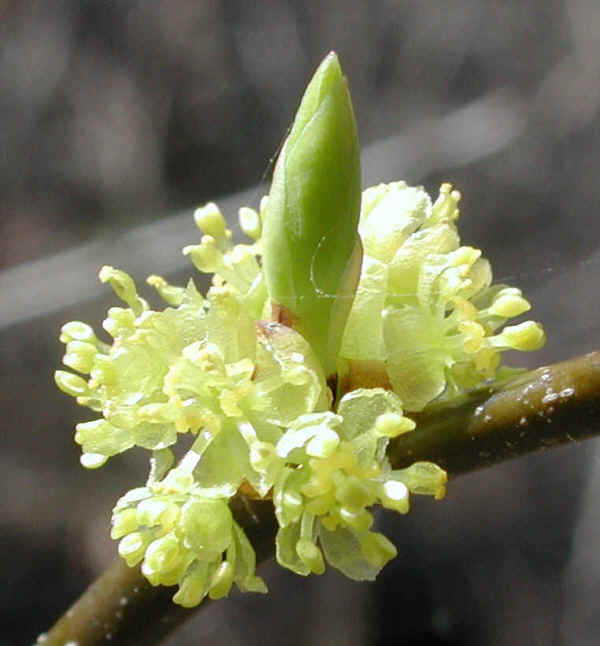 From Frank to Mary on Mother's Day - 2015-01