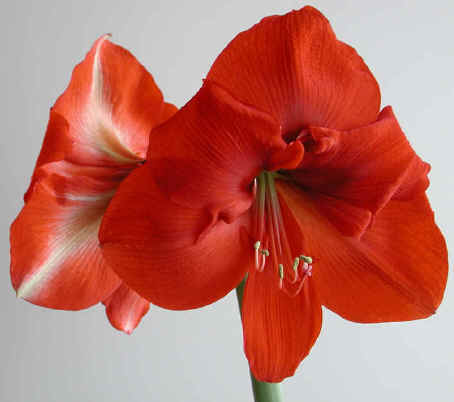 Amaryllis-36