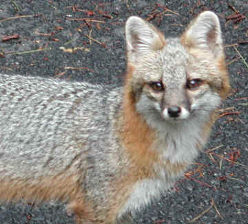 w-fox8