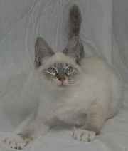 Love n Care Pet Sanctuary