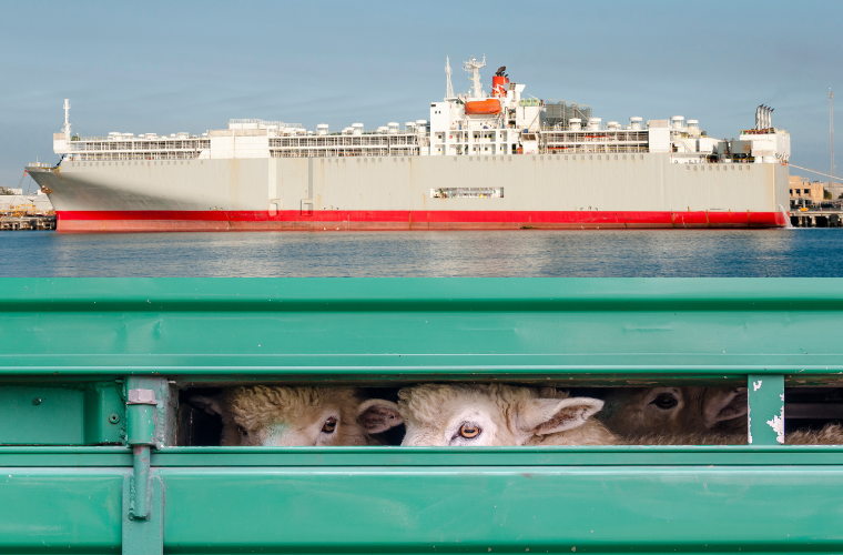sheep being transported, livestock ship