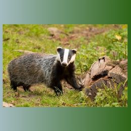 Badger