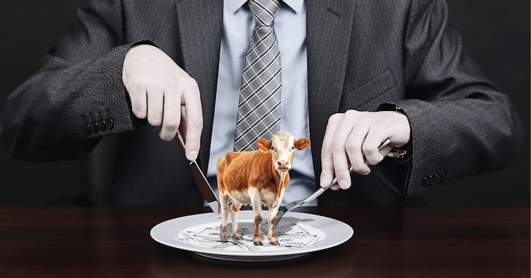cow on plate