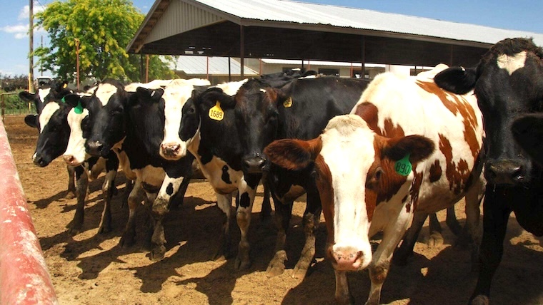 Texas dairy farm