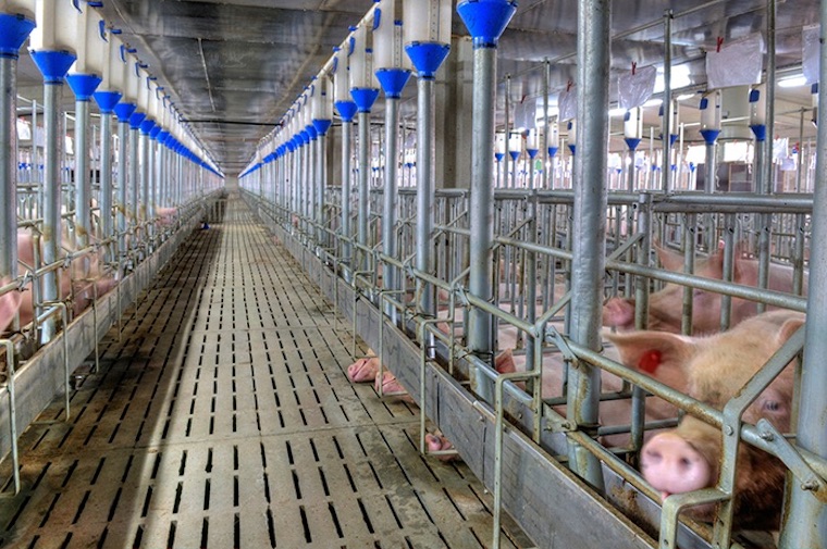 pig factory farm