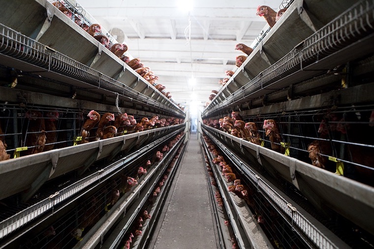 egg factory farm