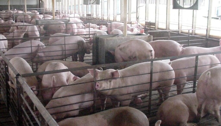 warehoused Pigs