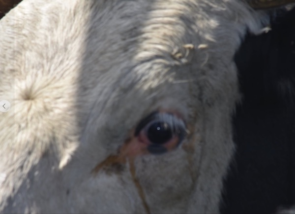 Cow's eye