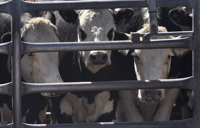 Cow slaughterhouse