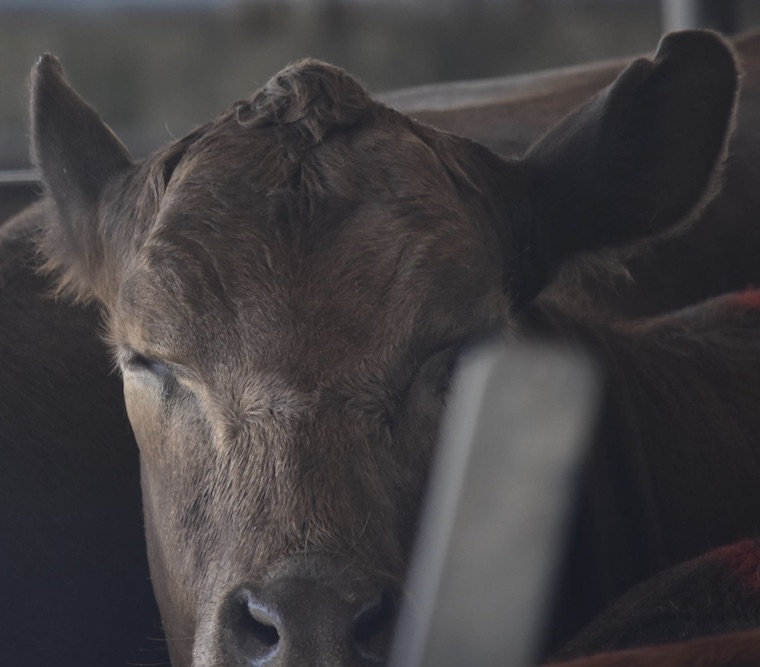brown Cow