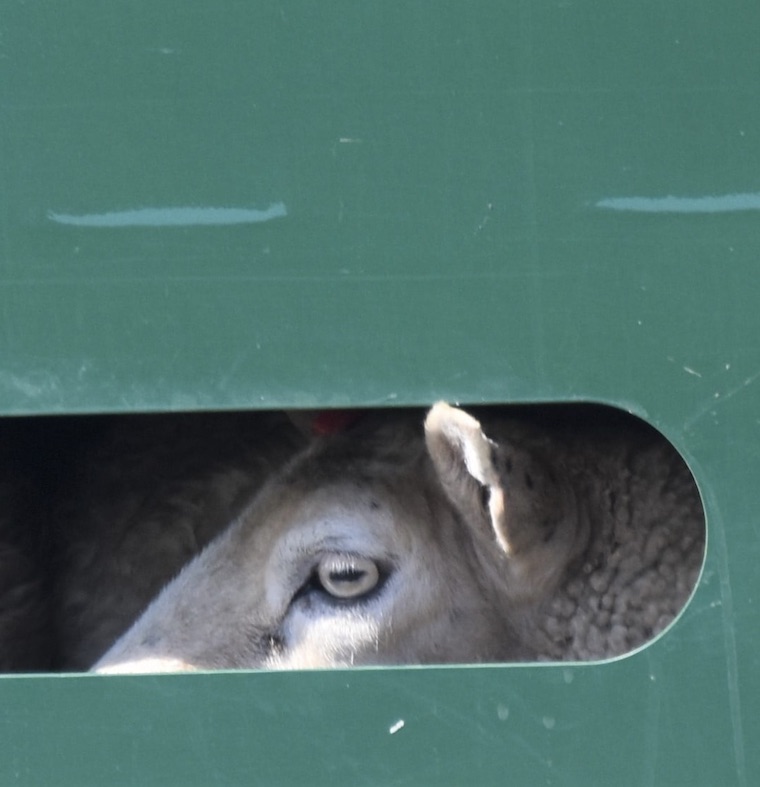 Sheep Liona