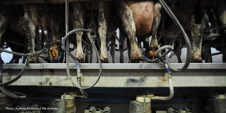 milking carousel
