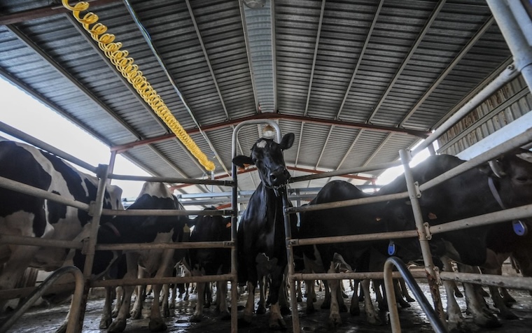 milking carousel