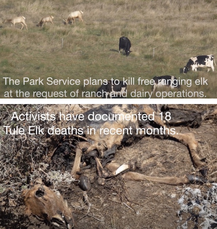 dead Tule Elk