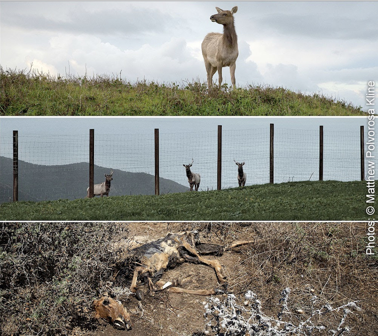 Tule Elk dying
