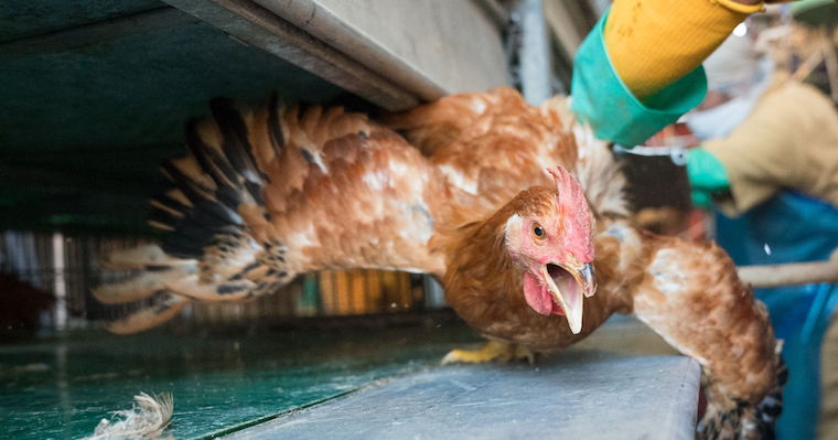 chicken in distress