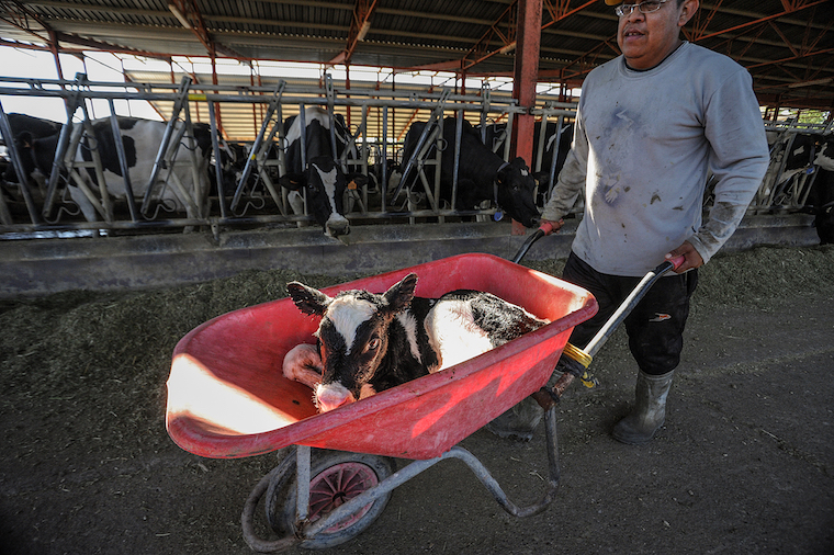newborn Calf