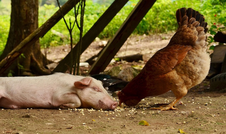 Pig and Chicken