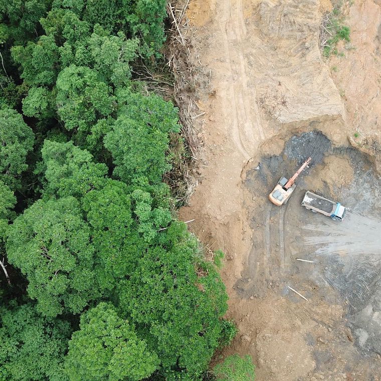 clearcut forest