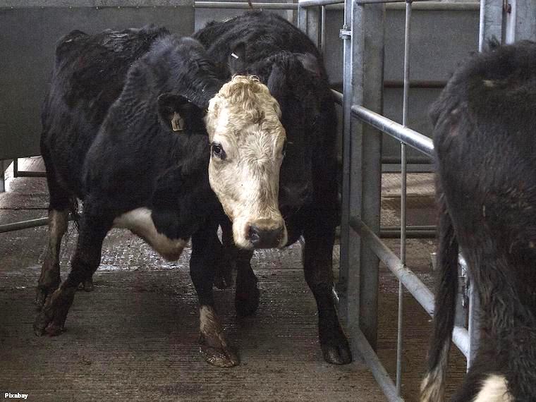 depressed dairy Cows