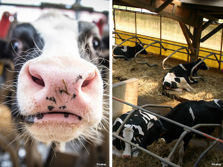 dairy abuses Cows Calves