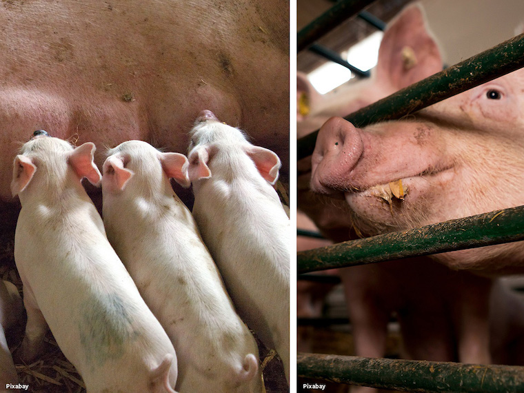 sow stalls Piglets