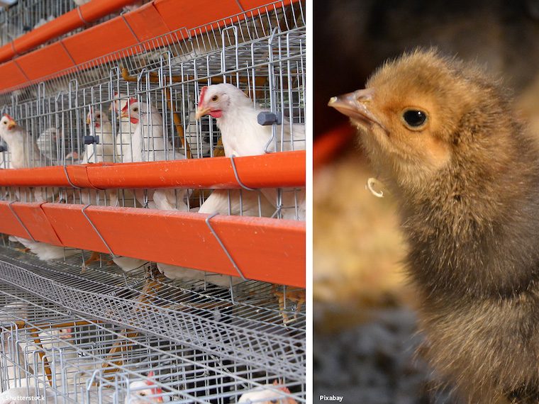 Chicks for eggs