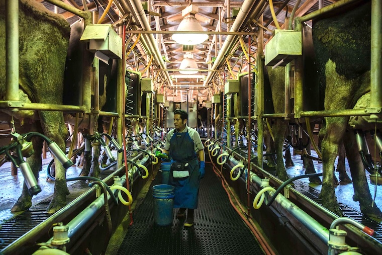 milking Holsteins
