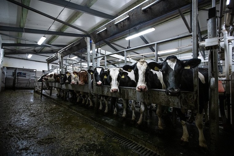 dairy cruelties