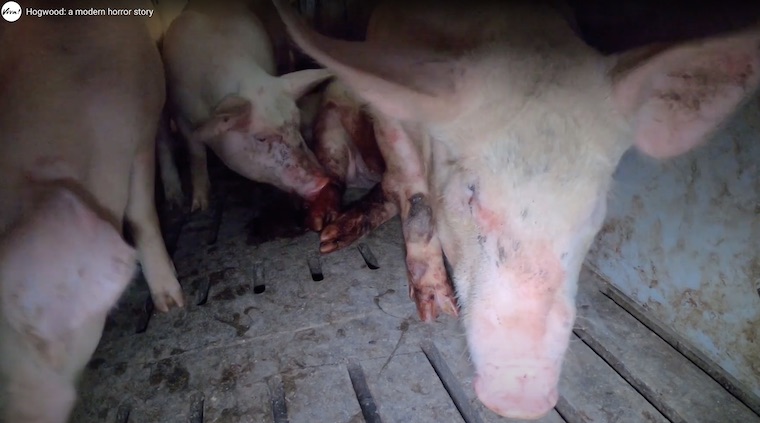 injured cramped Pigs