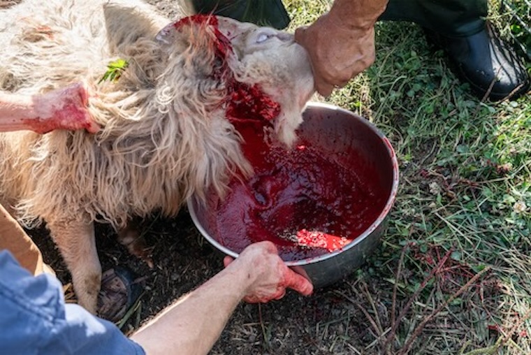 sheep slaughter