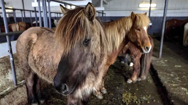 Icelandic Horses
