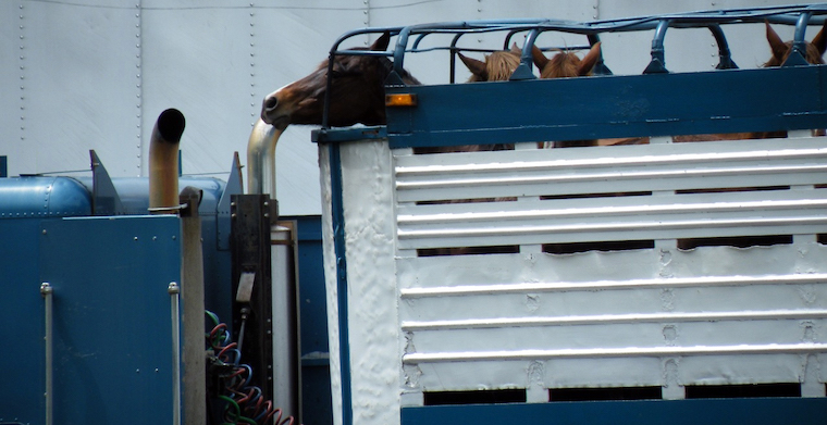 horse slaughter
