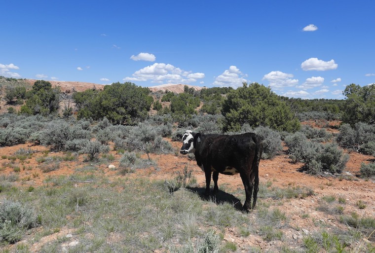 grazing Cow