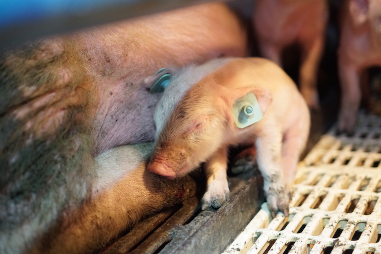 sick Piglet