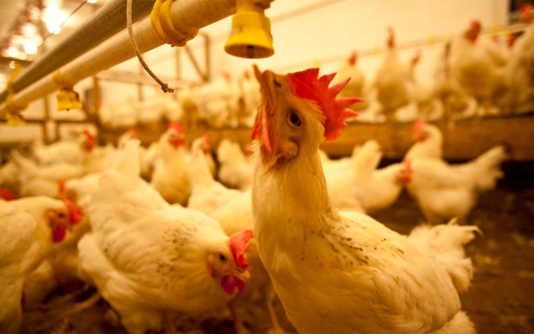 farmed Chickens